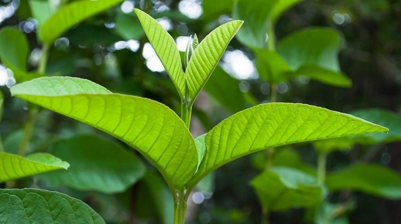 Loại lá mọi người để khô đốt như rác nhưng nhiều công dụng bất ngờ